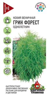 Кохия веничная Грин форест (Гавриш)