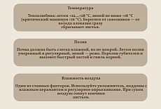 Уход за Алоказией 