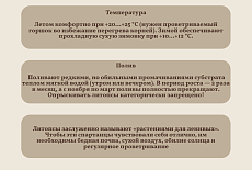 Уход за Литопсом