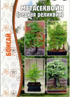 Метасеквойя (ЧК)