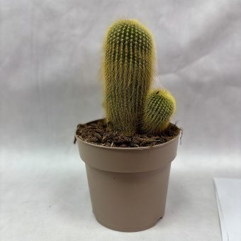 Кактус микс 1.2