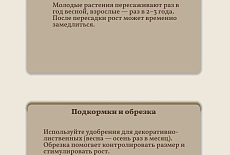 Уход за Монстерой
