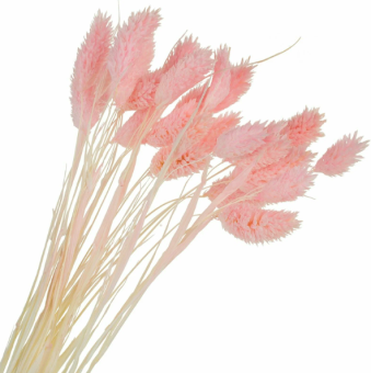 Сухоцвет "Фаларис Light Pink"
