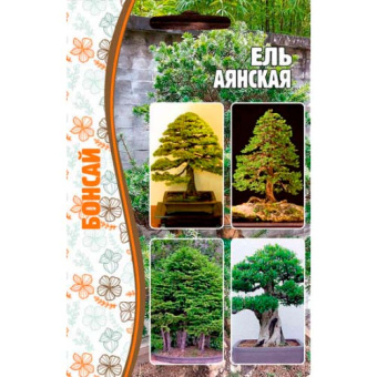 Ель Аянская 