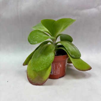 Каланхоэ Турсифлора 1.2