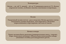 Уход за Монстерой