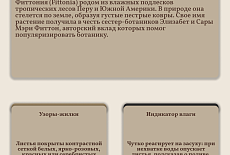 Уход за Фиттонией